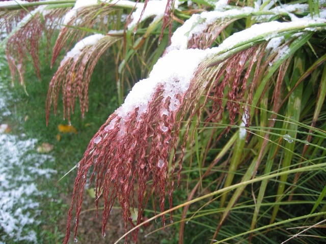 Metlice